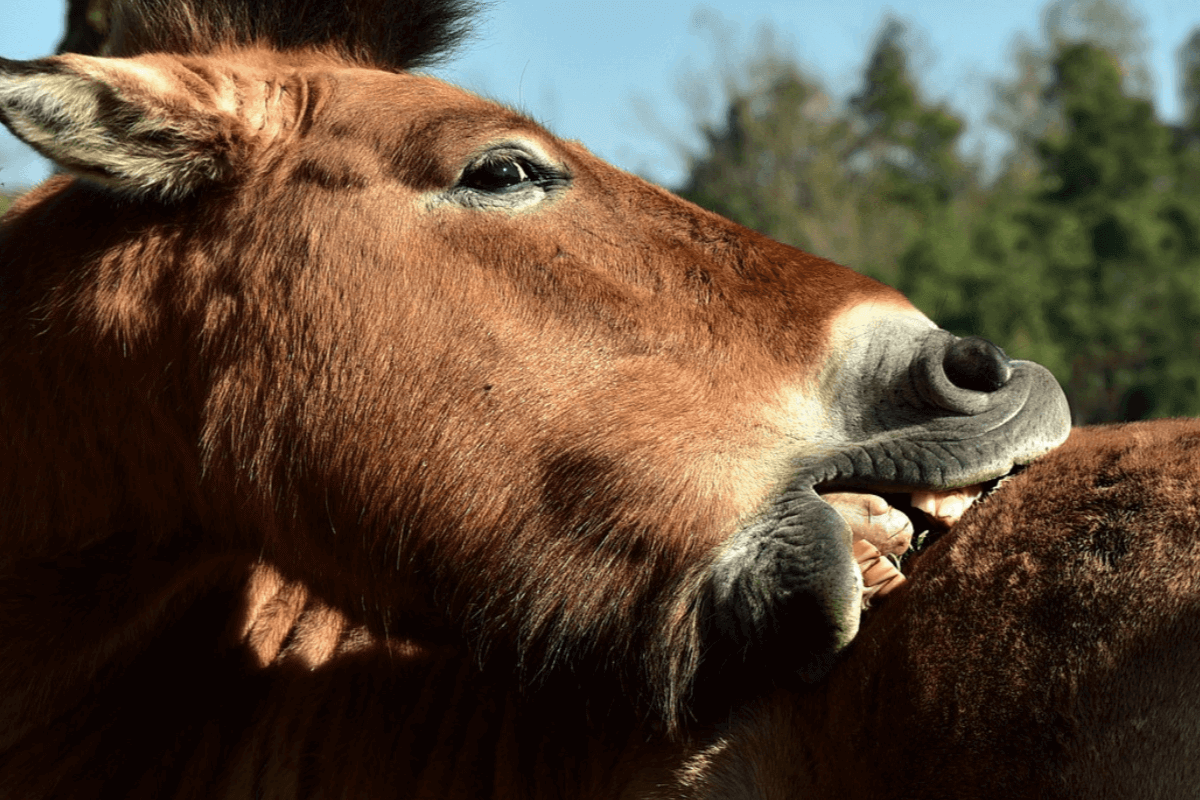 Sommerekzem beim Pferd